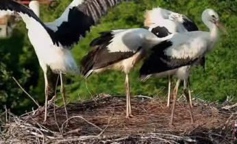 Obraz podglądu z kamery internetowej Storks Příbor